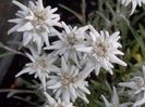 Floare de colt-Star Edelweiss Alpina seminte