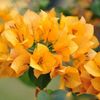 Bougainvillea galbena seminte