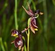 Caleana Major (Orhidea ratusca zburatoare) seminte ieftine