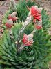 Aloe polyphylla seminte