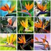 Strelitzia Reginae Bird Paradise Mallowwor seminte