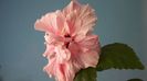 Hibiscus Classic Pink