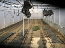 pregatit inainte de plantat