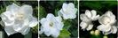 Gardenia Jasminoides sau Cape Jasmine