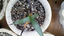 Vandut. Agave Macroacantha 40