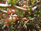 Gutui japonez (Chaenomeles japonica)
