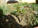 Gutui japonez (Chaenomeles japonica), prebonsai