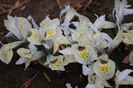 iris reticulata katharine hodgkin