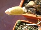 Magnolia stellata