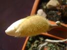 Magnolia stellata