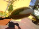 Magnolia stellata