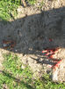 au rasarit bujorii