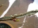 Liquidambar, muguri