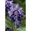 prunella-grandiflora-bella-blue