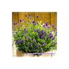 lavandula-angustifolia-pico-blue