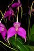 masdevallia