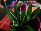 masdevallia