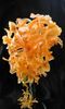 Dendrobium Stardust 'Firebird