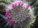 mammillaria hahniana