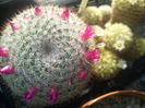 mammillaria