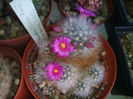 mammillaria-laui-v-dasyacan