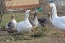 formand o mare familie fericita