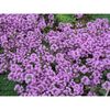 thymus-serpyllum 4ron 3buc