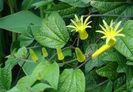 Passiflora citrina-cu -flori