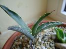 Agave xylonacantha