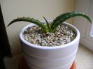 Aloe suprafoliata