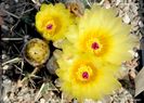 Notocactus submammulosus