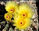 Notocactus submammulosus