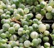 Senecio Rowleyanus variegat