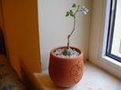 Kedrostis foetidissima