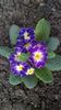primula