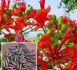 Royal  Poinciana - Delonix Regia seminte disponibile