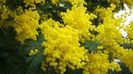 Mimosa galbena arbust Acacia dealbata de iarna seminte