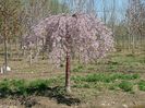 Copacul Weeping Cherry seminte