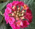 Lantana