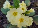 Primula de padure