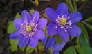 Hepatica nobilis