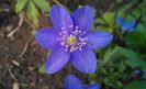 Hepatica nobilis