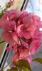 Pelargonie Oppskrift