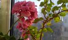 Pelargonie Oppskrift