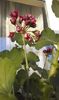 Red Rosebud