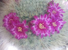 Mammillaria-hahniana