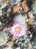 Mammillaria laui v dasyacantha