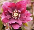 Helleborus Double Red,ok