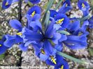 iris reticulata harmony
