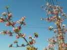 viburnum bodnantense Dawn